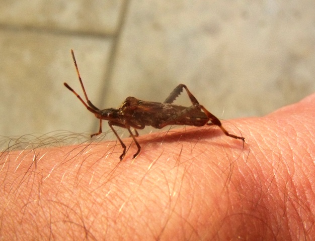 Coreidae: Leptoglossus occidentalis a Grosseto